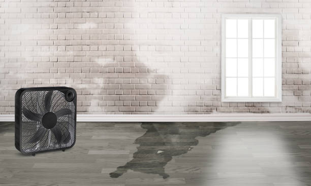 Best Professional water damage repair  in Dover, DE